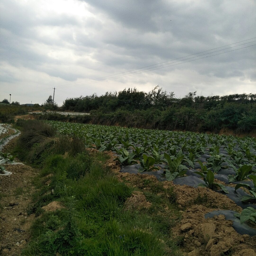 白塘乡天气预报更新通知