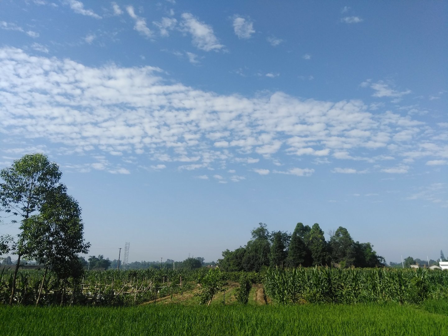 青凤村天气预报更新通知