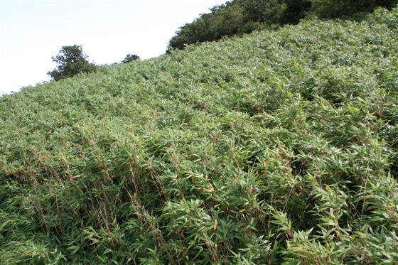 甲竹林镇天气预报更新通知