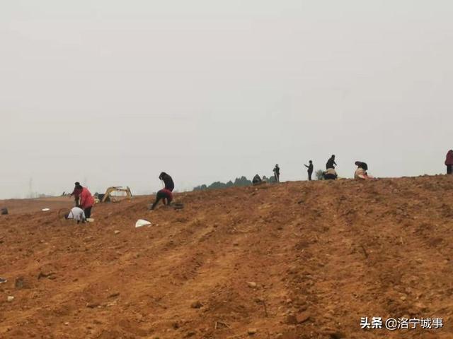 土桥村最新项目，乡村振兴的新动力