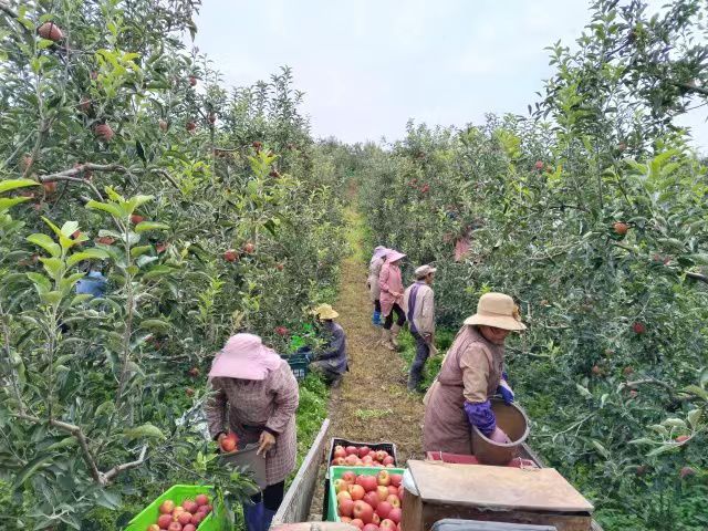 鸡头村街道新时代变迁与发展最新报道