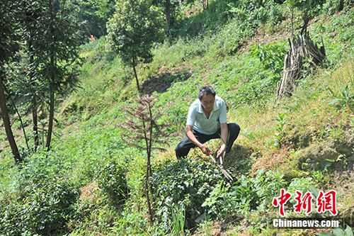 茶树村交通新闻更新